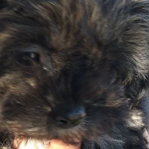 Meet your Posher, Daimian